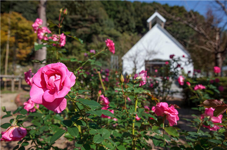 Rose Garden