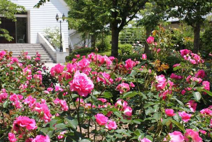 rose garden